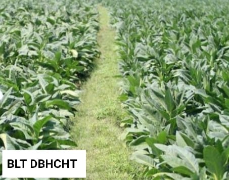 Qouta BLT DBHCHT Terbatas, Buruh Tembakau Yang Tidak Dapat Tahun Ini Terpaksa Gigit Jari