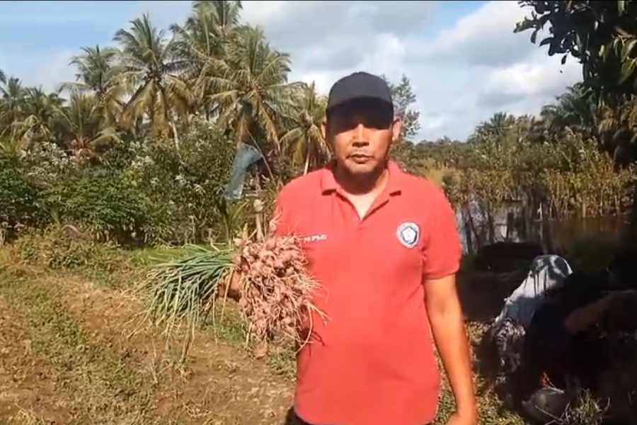 Panen Bawang Merah di Gampong Ladang Kades Ikut Turun memanen