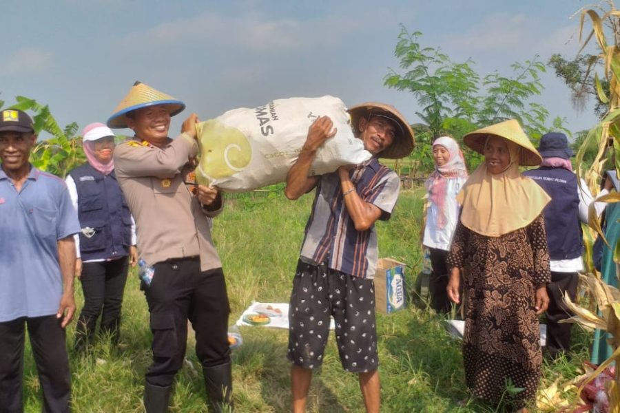 Jagung Melimpah di Cerme, Panen Raya Jagung Polsek Cerme bersama UPT Pertanian dan Pemdes Sukoanyar