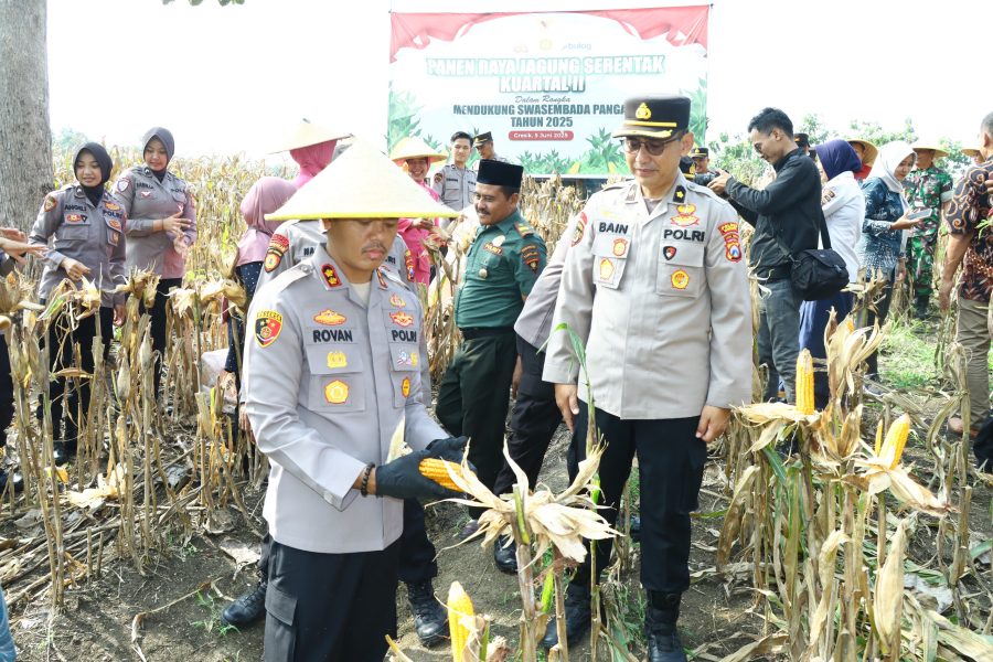 Dukung Swasembada Pangan 2025, Kapolres Gresik Ikut Panen Raya Jagung